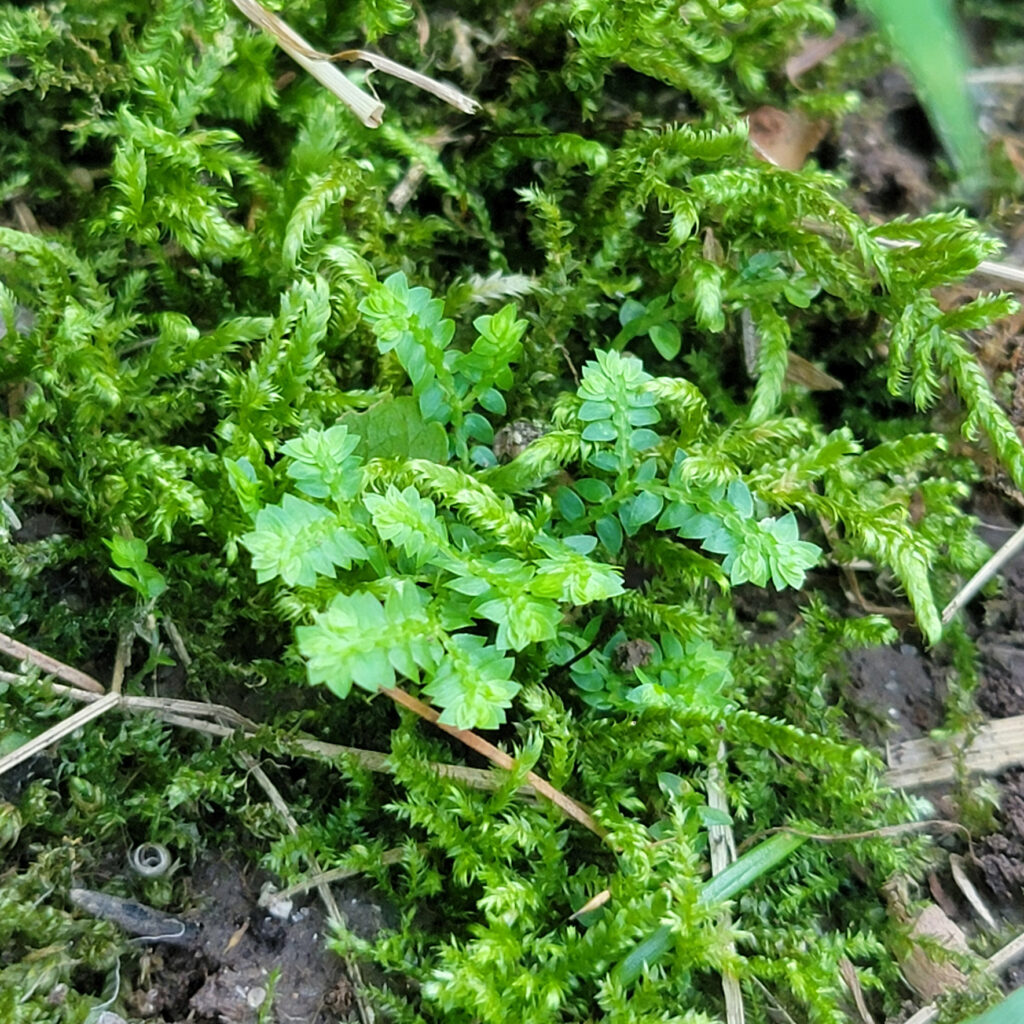 Selaginella apoda, meadow spikemoss, grows wild at The MagiK Garden