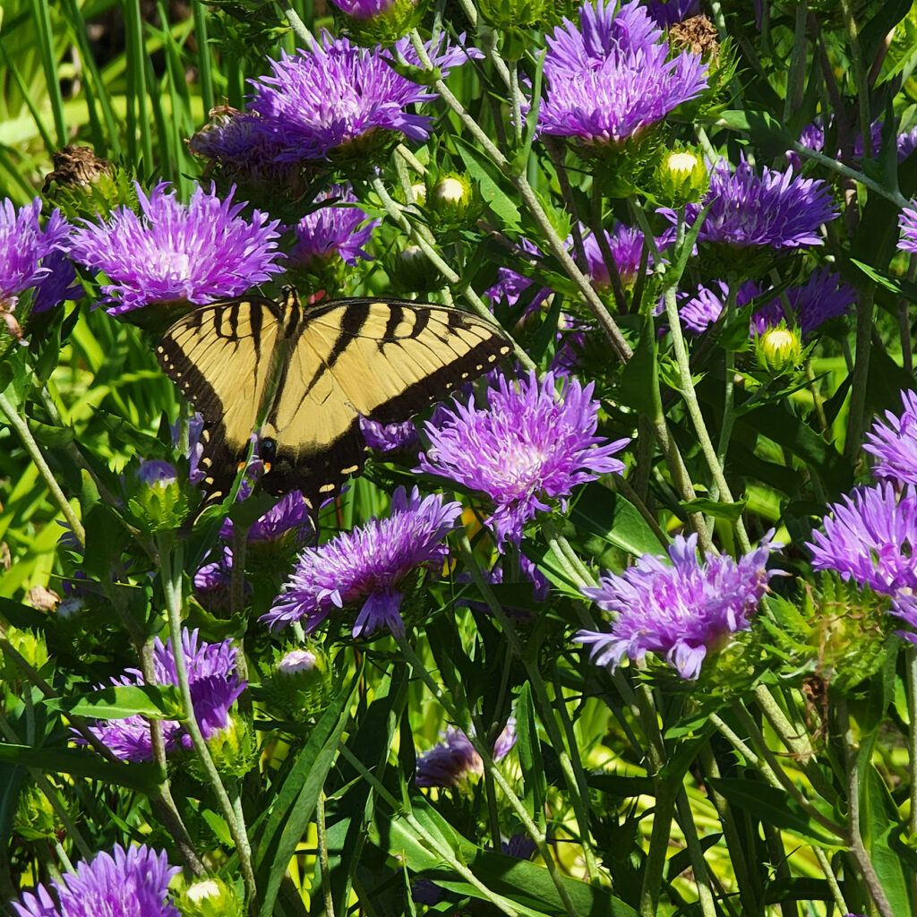 Stokesia 'Peachies Pick' in full bloom with a tiger swallowtail foraging