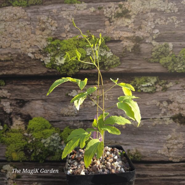 Whiteleaf Leatherflower