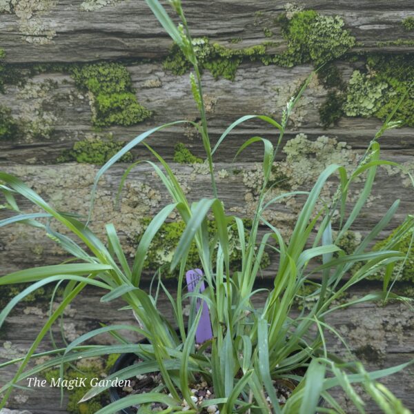 Blue Sedge