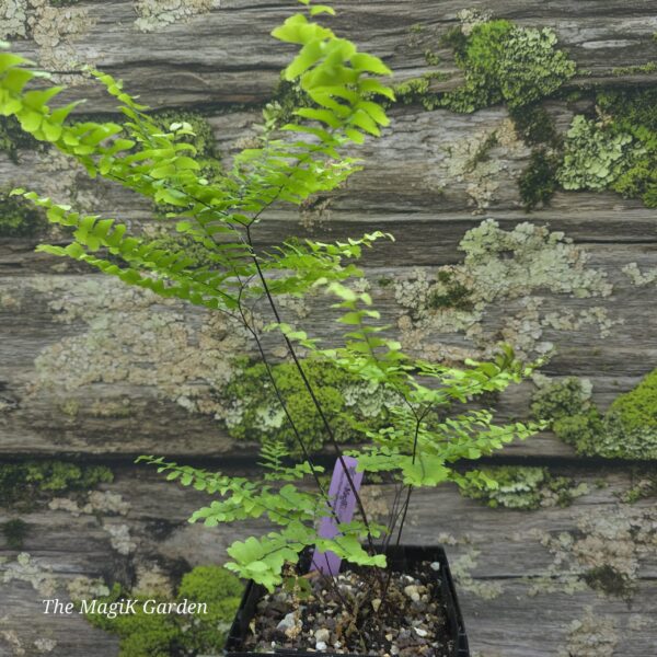 Maidenhair Fern