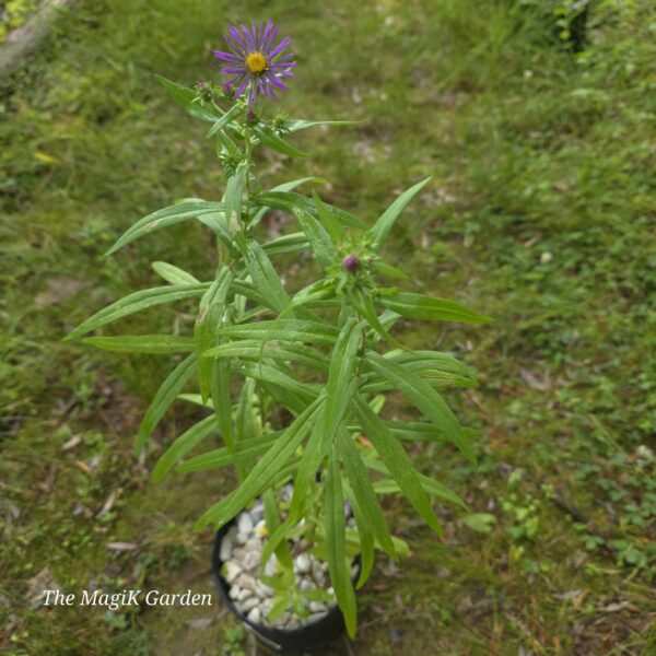 New Engalnd Aster