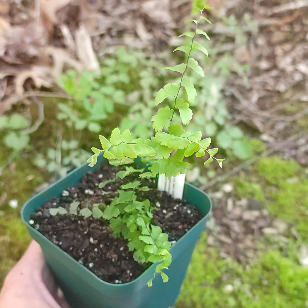 Adiantum pedatum (maidenhair fern) The MagiK Garden 3