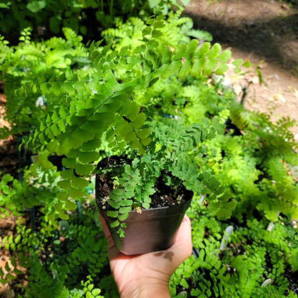 Adiantum pedatum, maidenhair fern, full grown in a pint pot, July 2025