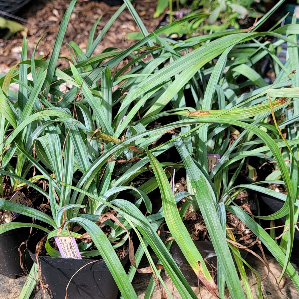 Blue Sedge The MagiK Garden 3