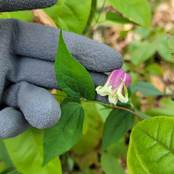 Clematis viorna (vasevine, leatherflower clematis) The MagiK Garden