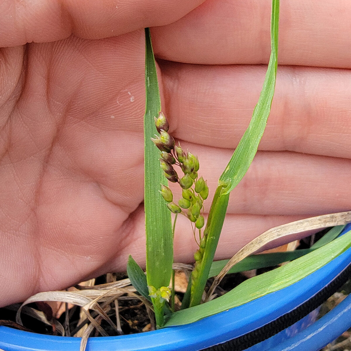 Hierochloe odorata (sweetgrass) The MagiK Garden 4
