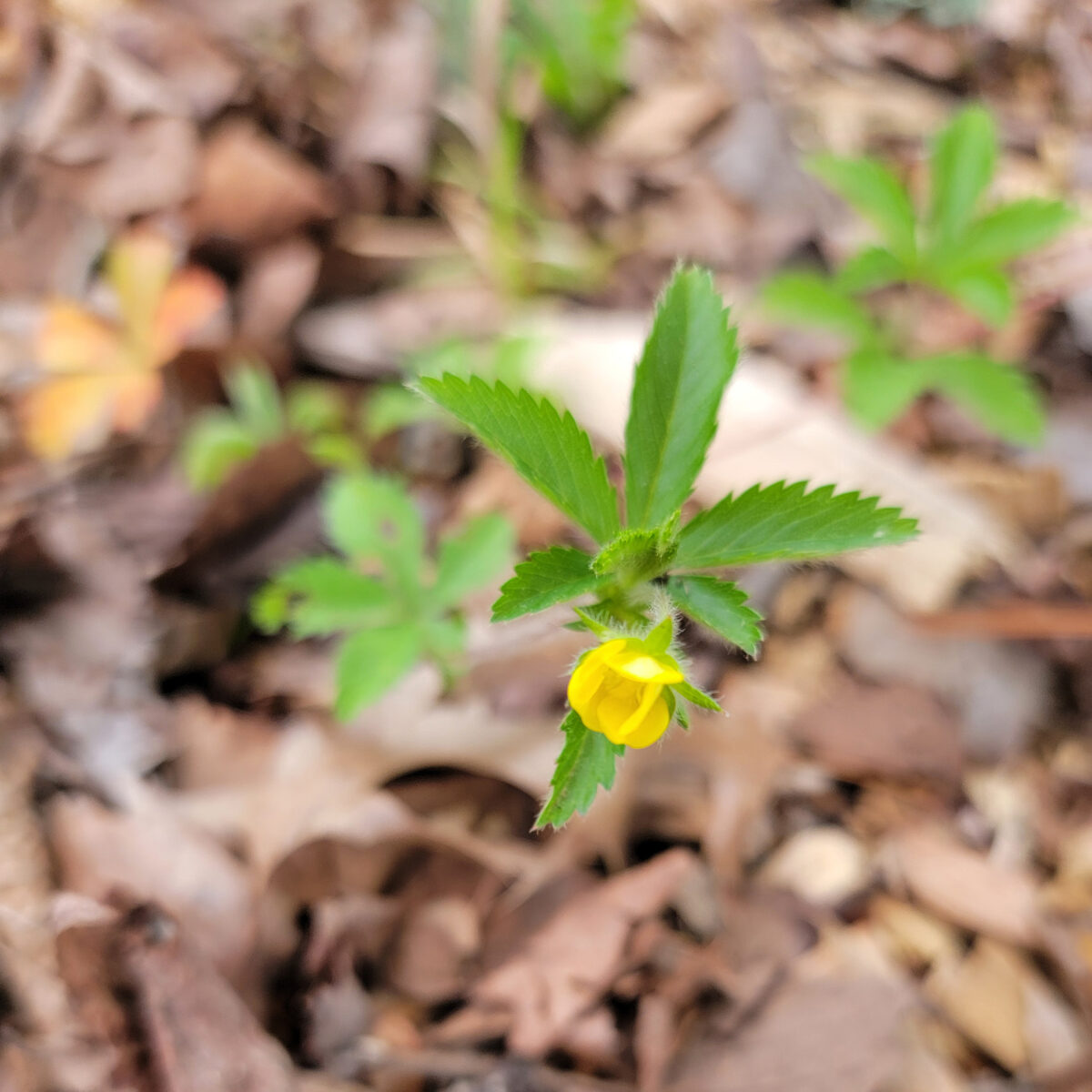 Potentilla canadensis (running five-fingers) The MagiK Garden 3