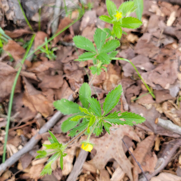 Potentilla canadensis (running five-fingers) The MagiK Garden 7
