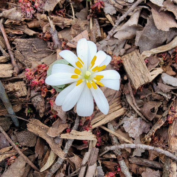 Sanguinaria canadensis (bloodroot) The MagiK Garden