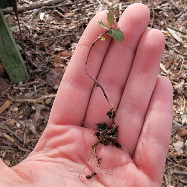 Ilex opaca The MagiK Garden 3
