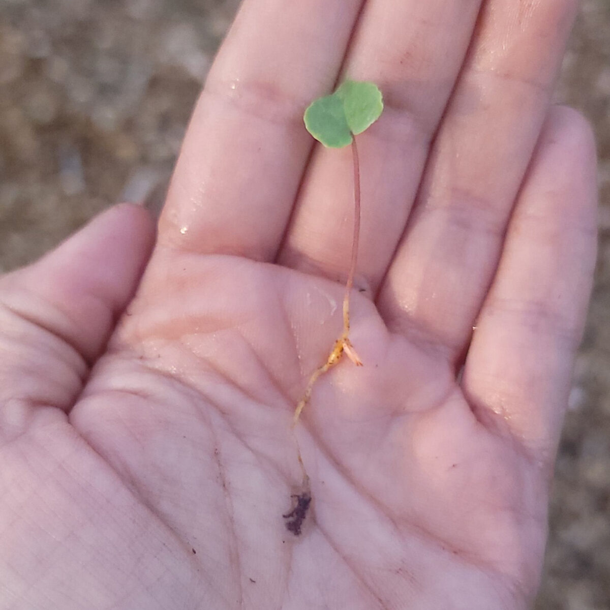 Bloodroot The MagiK Garden 7