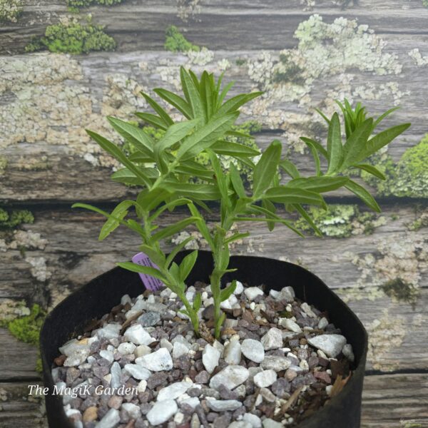 Orange Butterfly Weed