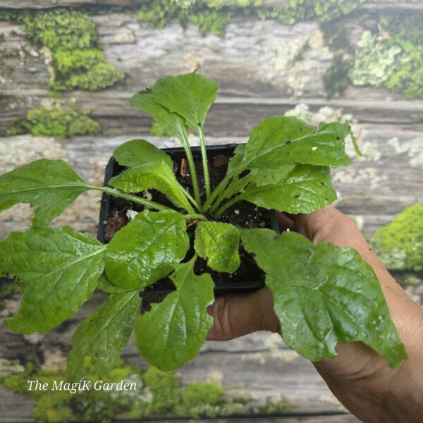 Lyre-Leaf Sage