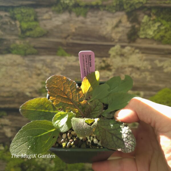 Lyre-Leaf Sage
