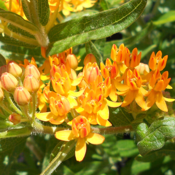 Asclepias tuberosa (orange butterfly milkweed) The MagiK Garden 7