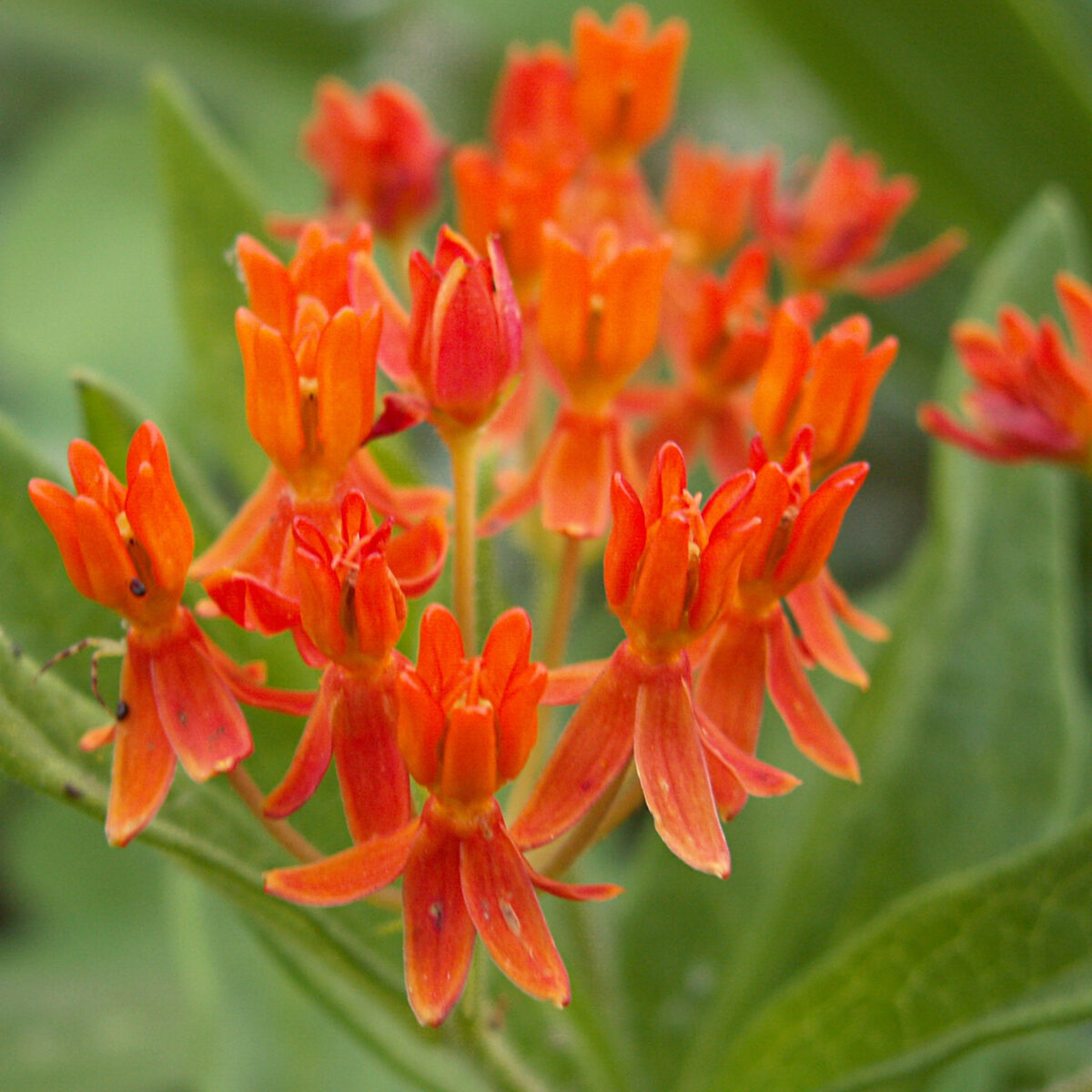 Asclepias tuberosa (orange butterfly milkweed) The MagiK Garden 5