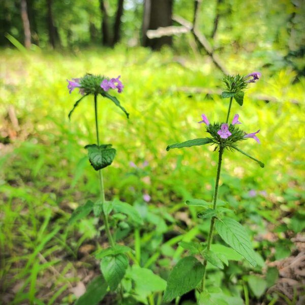 Clinopodium vulgare, wild basil, shown blooming with purple flowers on multiple levels of flower/seed heads in the woods in part-to-full sun