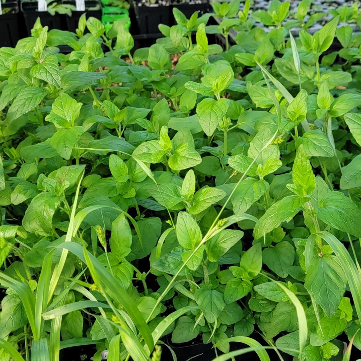Wild Basil The MagiK Garden 5