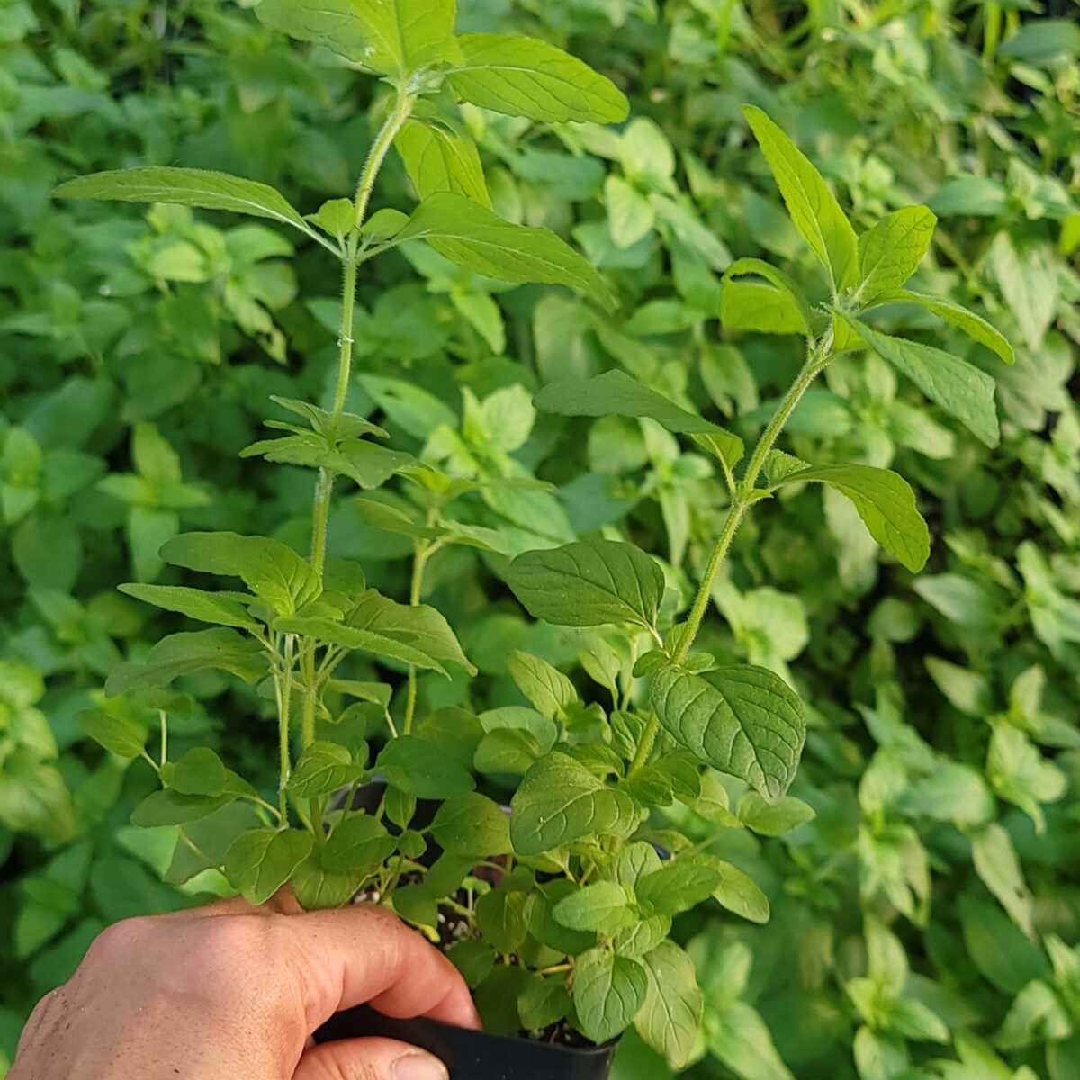 Wild Basil The MagiK Garden 6