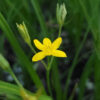 Hypoxis hirsuta (eastern yellow star grass) The MagiK Garden