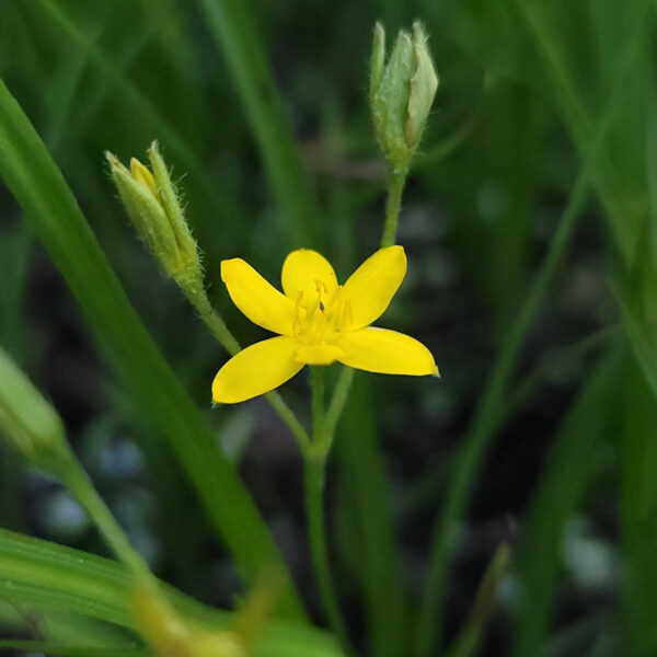 Hypoxis hirsuta (eastern yellow star grass) The MagiK Garden