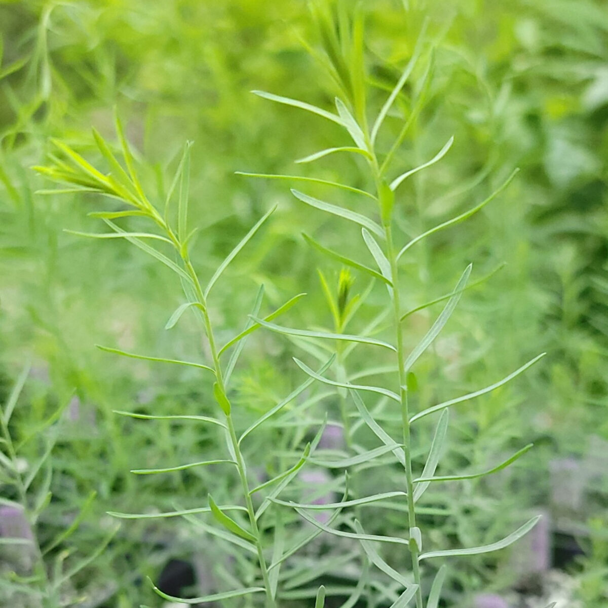 Linum lewisii (perennial prairie flax) The MagiK Garden 4