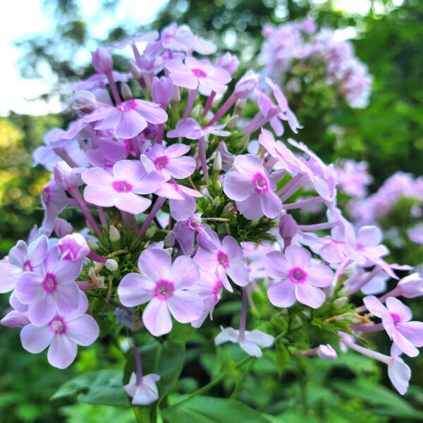 Phlox paniculata (garden phlox) The MagiK Garden 9