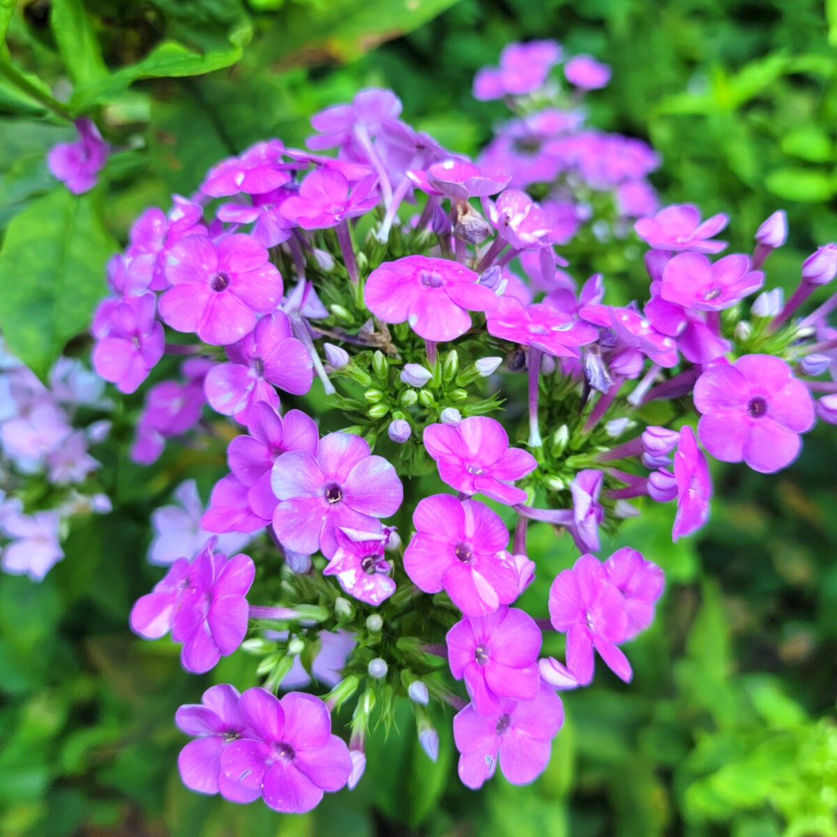 Phlox paniculata (garden phlox) The MagiK Garden 3