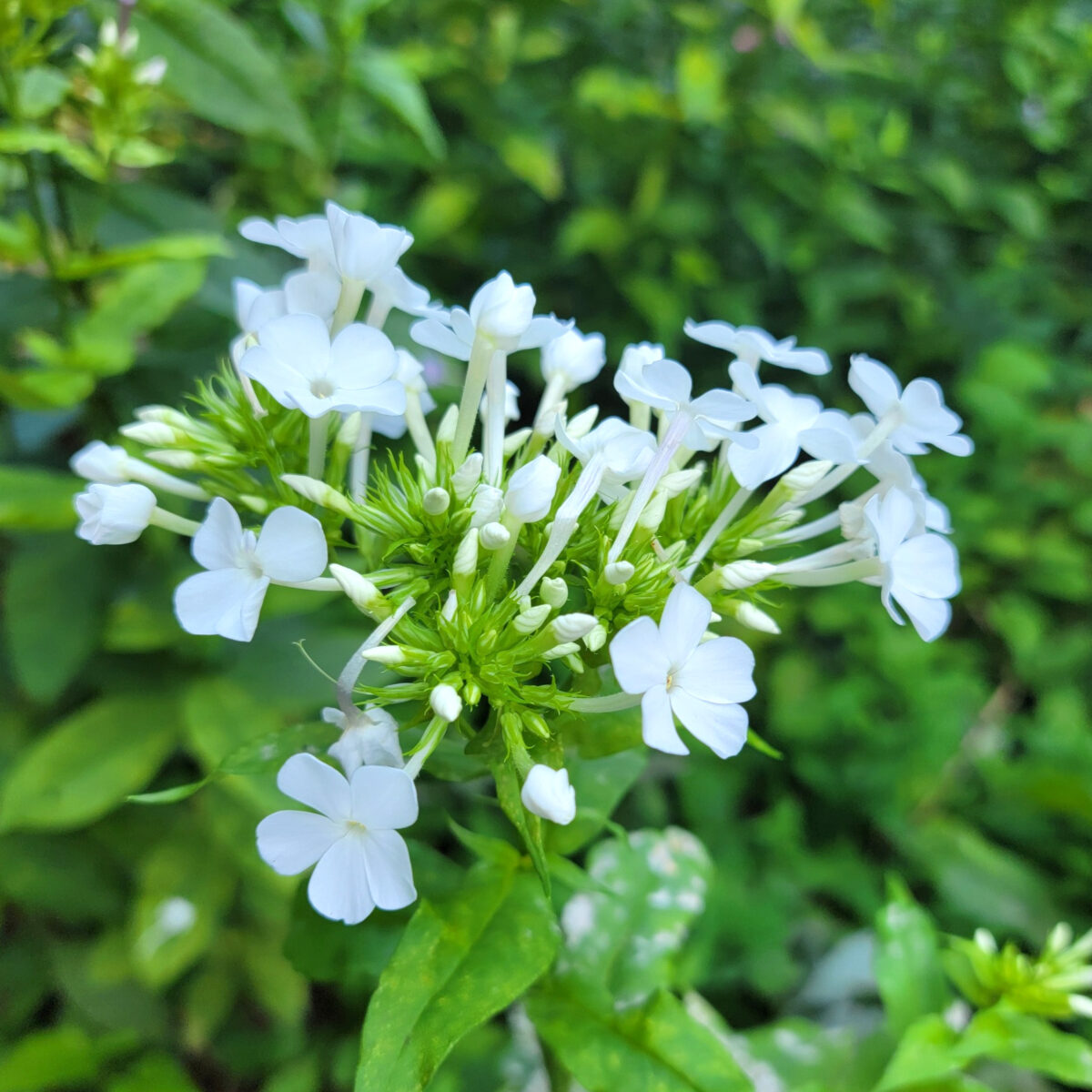 Phlox paniculata (garden phlox) The MagiK Garden 4