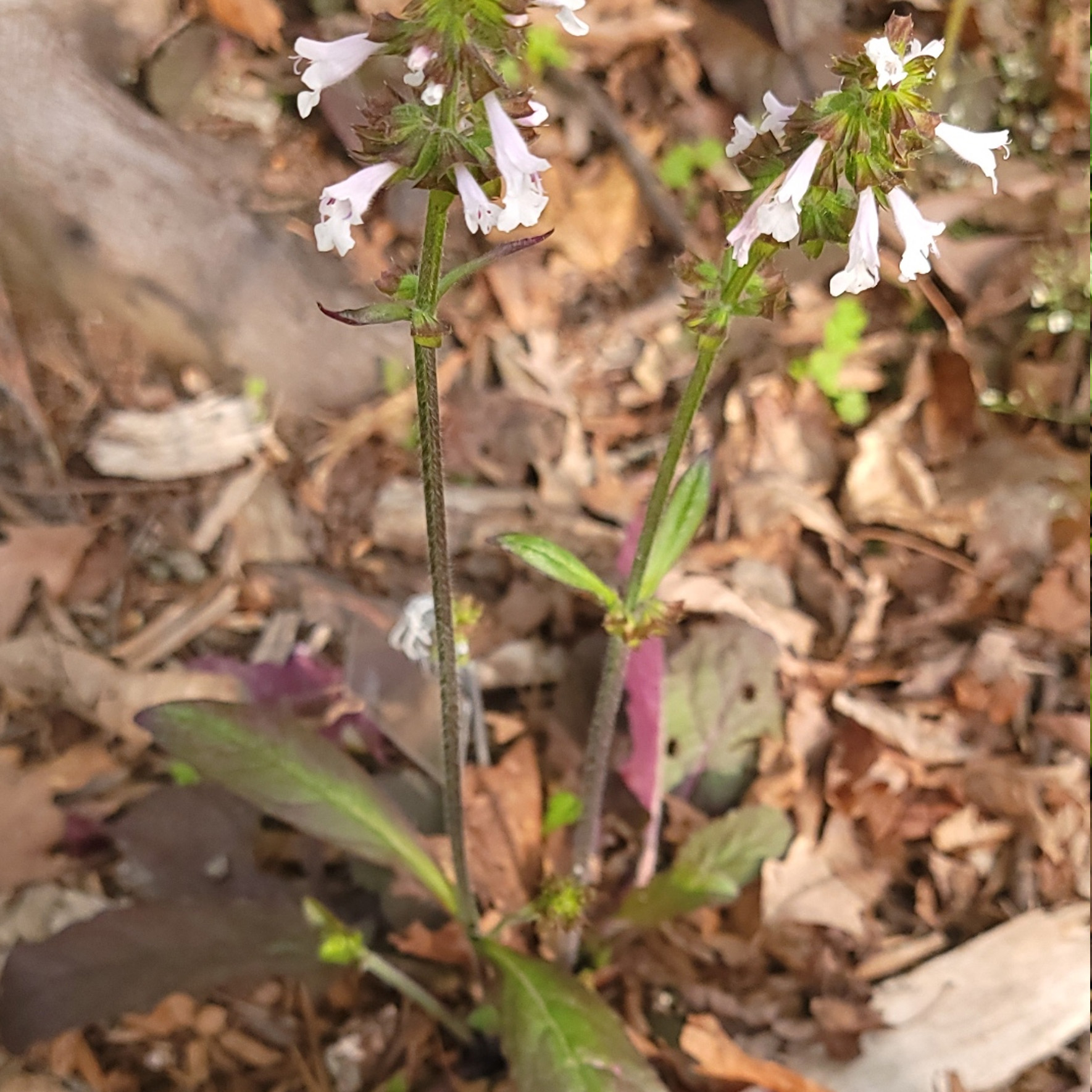 Salvia lyrata (lyreleaf sage)