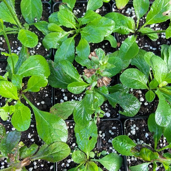 Lyreleaf Sage The MagiK Garden