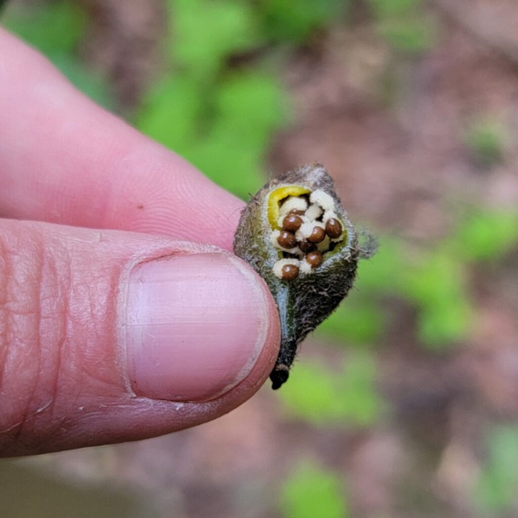 Stylophorum-diphyllum-seedpod