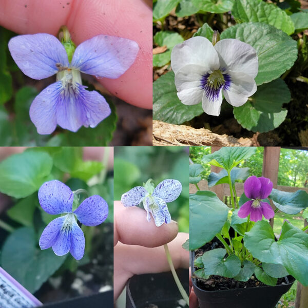Viola sororia (common blue violet) The MagiK Garden 6