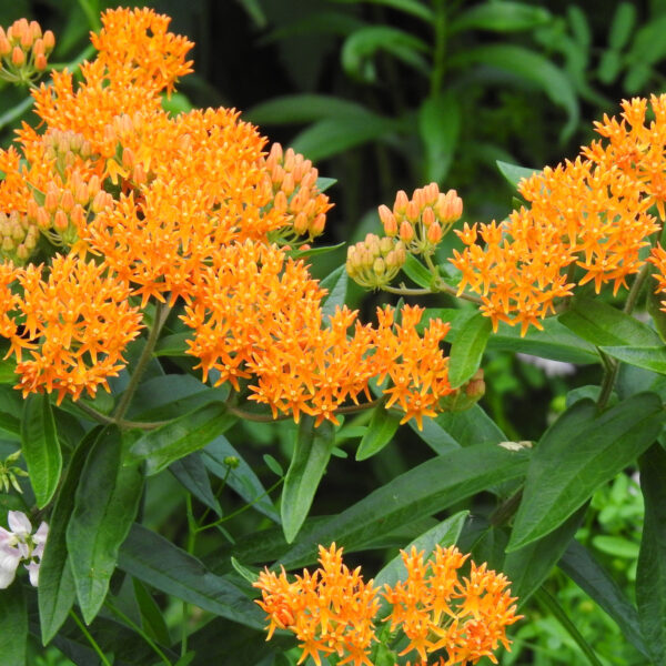 Asclepias tuberosa (orange butterfly milkweed) The MagiK Garden