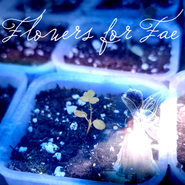 Flowers For Fae