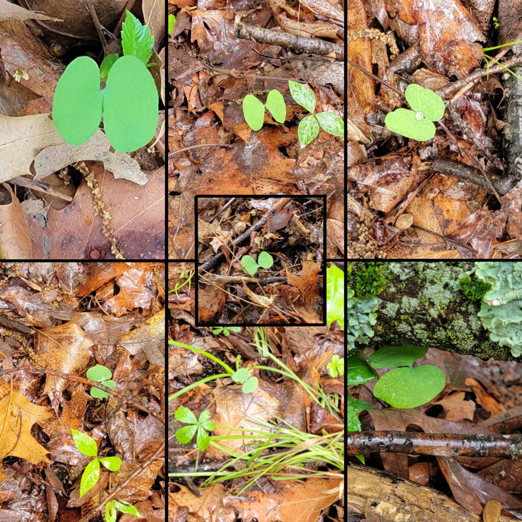 Jeffersonia diphylla, aka twinleaf, seedlings spotted as of May 22, 2025, after allowing the ants to do the sowing exactly a year prior. The elaiosome on the seeds was effective at getting the ants to move the seeds to the appropriate sowing locations.