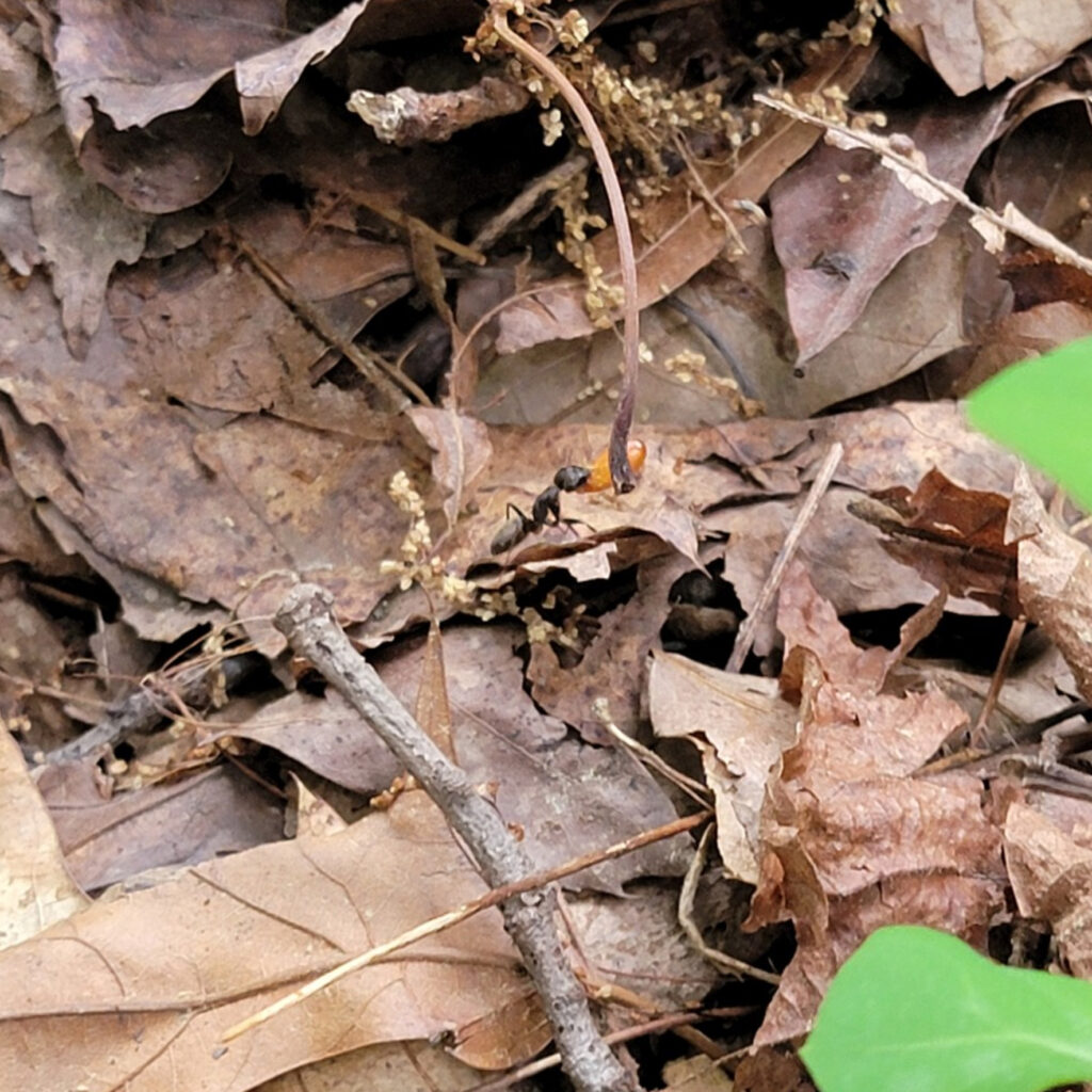 Large carpenter ant carrying off an equally massive caramel-color Jeffersonia diphylla seed to its nest. These seeds have elaiosomes which attract the ants