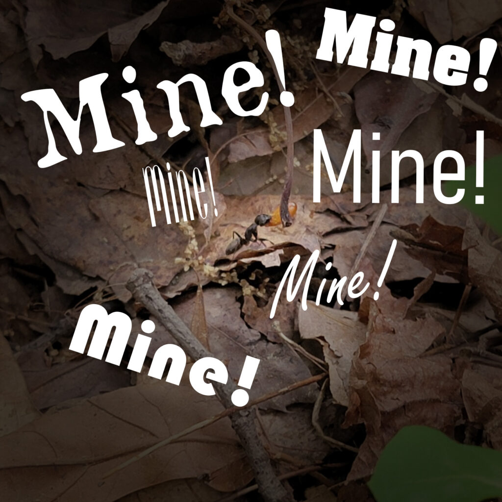 Elaiosome ants sow your seeds featured image for blog post on myrmecochory, image of carpenter ant carrying jeffersonia diphylla seed, with a vignette darkening around the edges to focus the ant, and the word "Mine!" in various typefaces and sizes plastered around the graphic similar to the memed scene from Finding Nemo