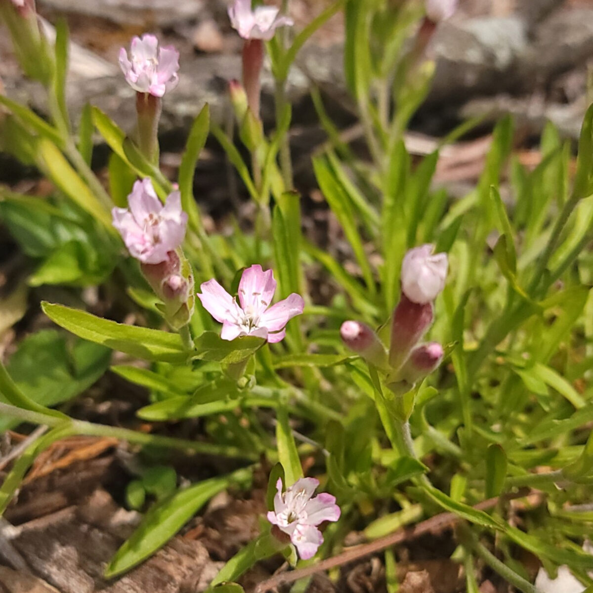 Silene caroliniana subsp. wherryi (wild pink) The MagiK Garden 3