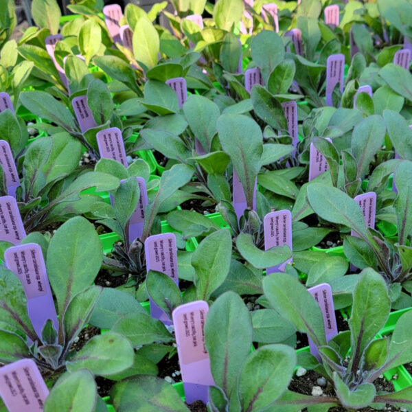 Silene caroliniana subsp. wherryi (wild pink) The MagiK Garden 10