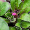 Silene caroliniana subsp. wherryi (wild pink) The MagiK Garden