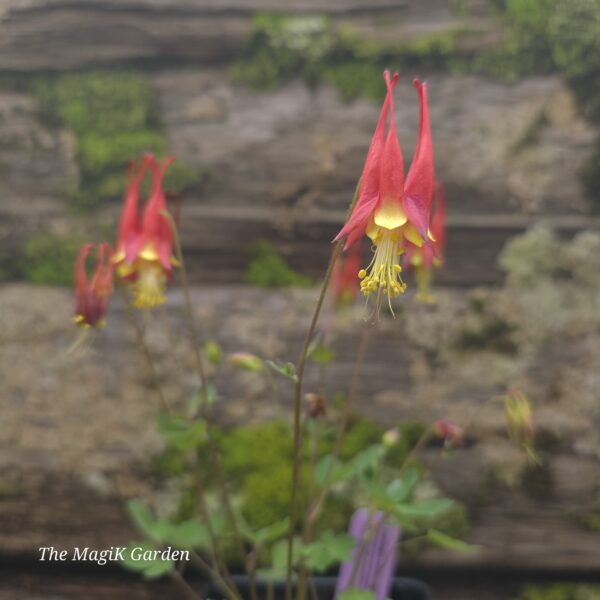 Eastern Columbine 'Little Lanterns'
