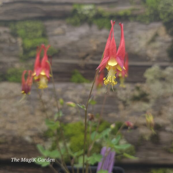 Eastern Columbine 'Little Lanterns'