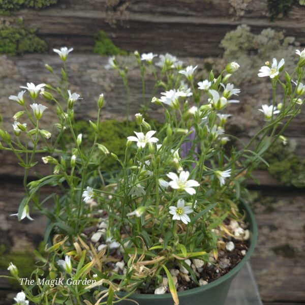 Large-Flowered American Field Chickweed