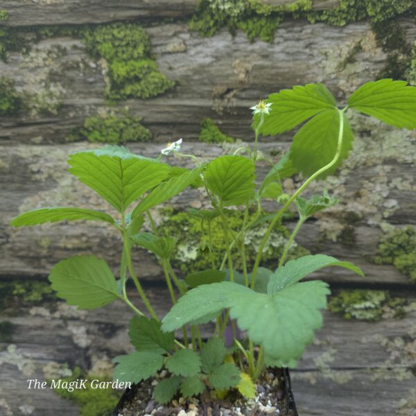 Wild Strawberry