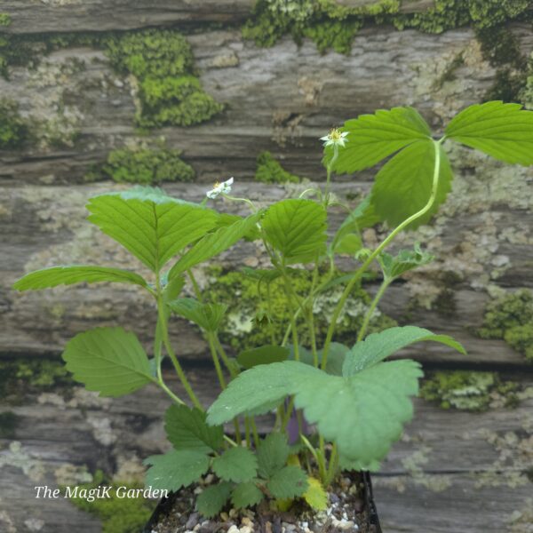 Wild Strawberry