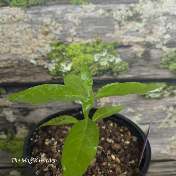 Poke Milkweed