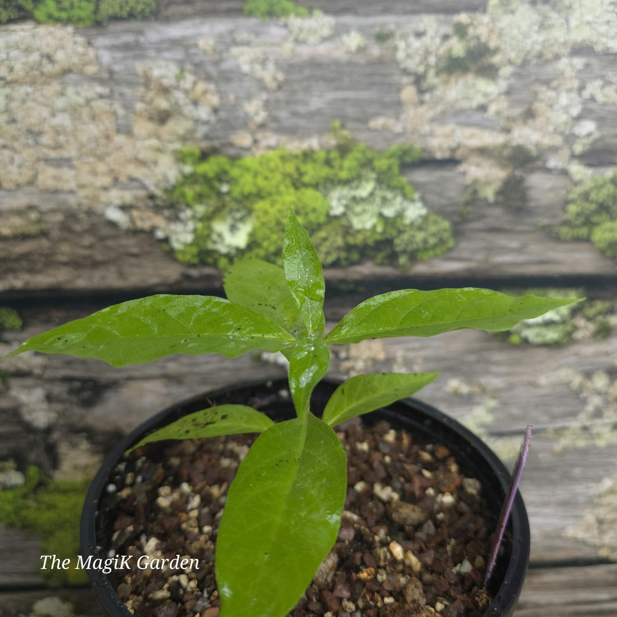Poke Milkweed