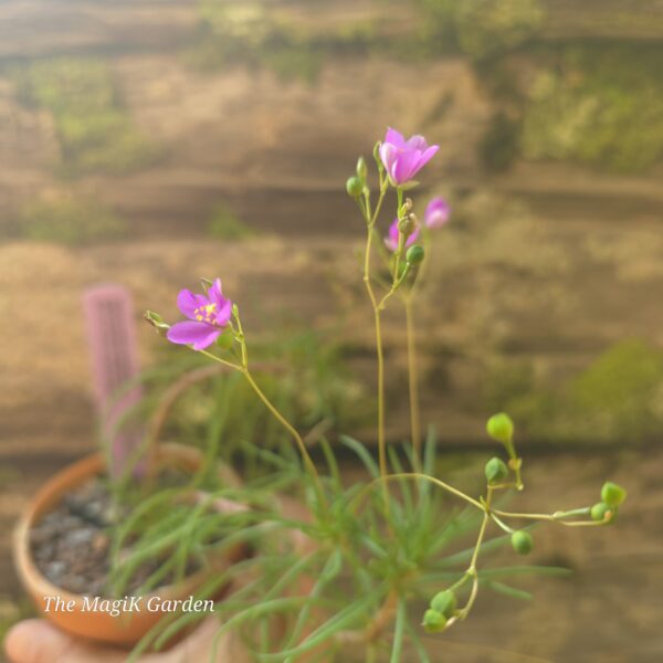 Appalachian Fameflower
